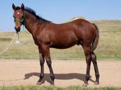 Whiskey Up Roper JW <BR> AQHA 6005068